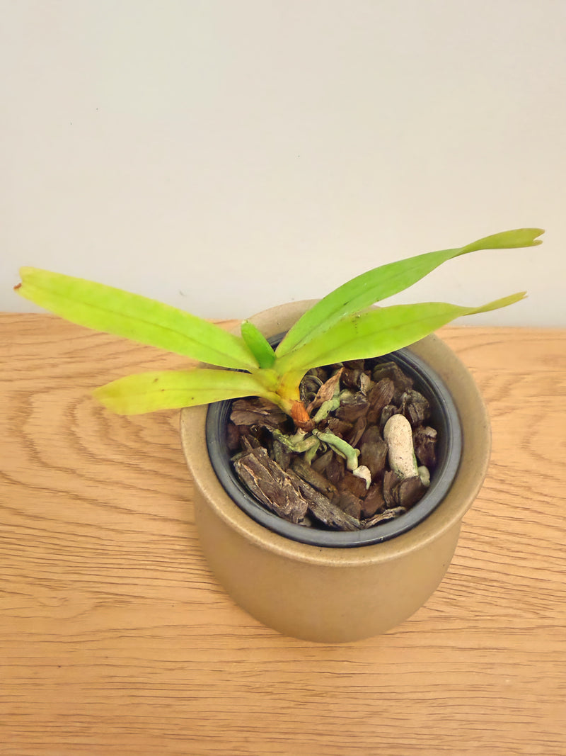Aerides Falcata