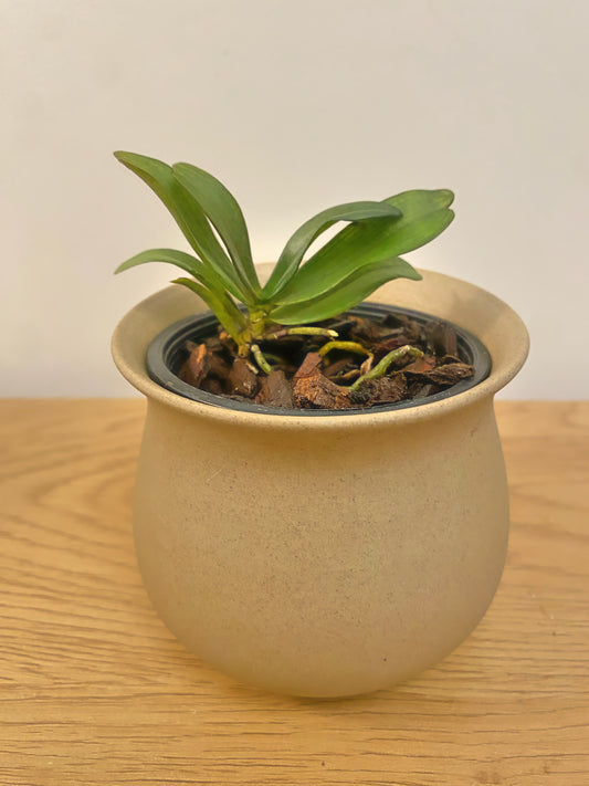 Aerangis Biloba x Sib
