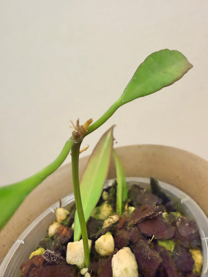 Hoya Variegated