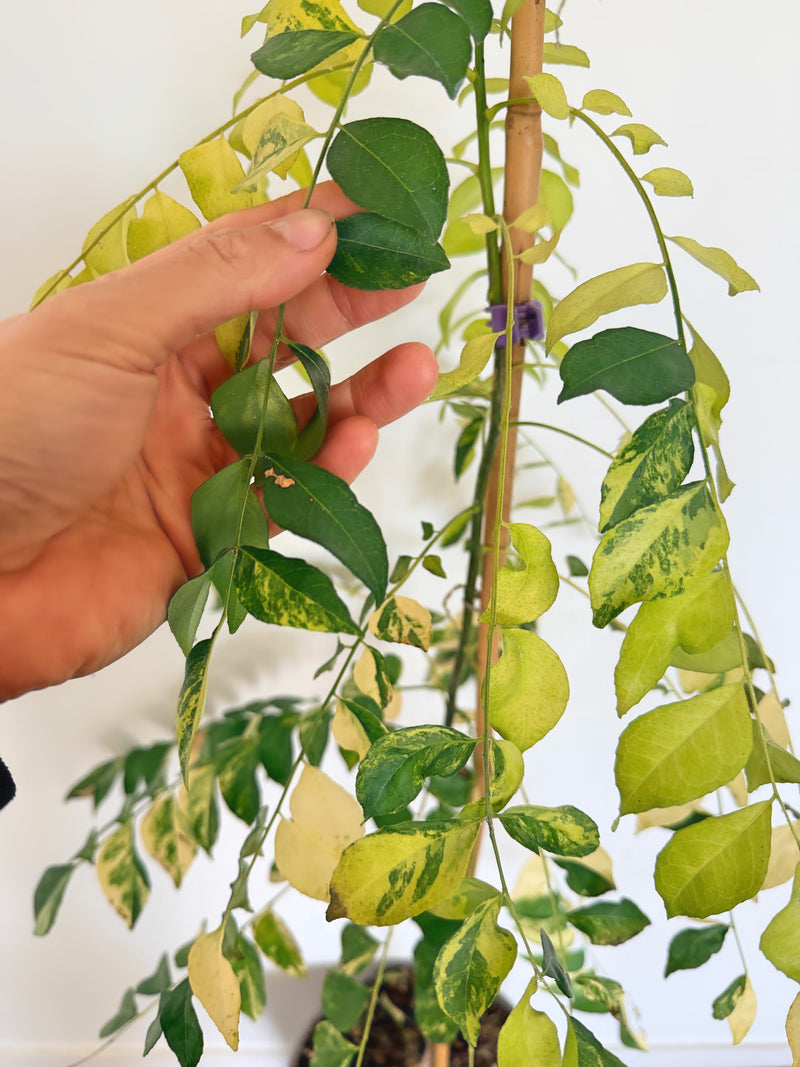 Variegated Curry Plant