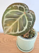 Anthurium Hybrid