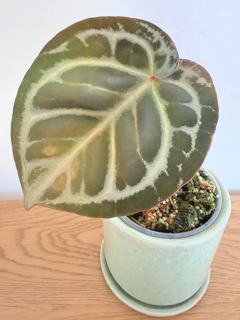 Anthurium Hybrid