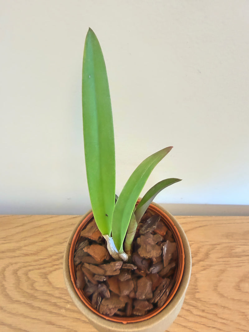 Cattleya (Pvc.) Golden Peacock