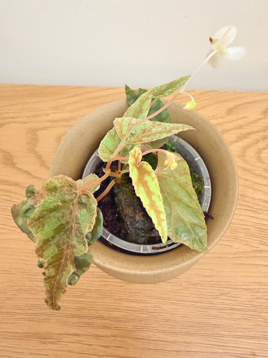 Begonia Variabilis Variegated