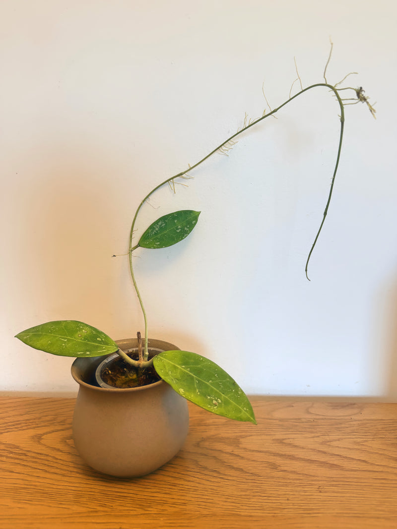Hoya Parasitica Splash