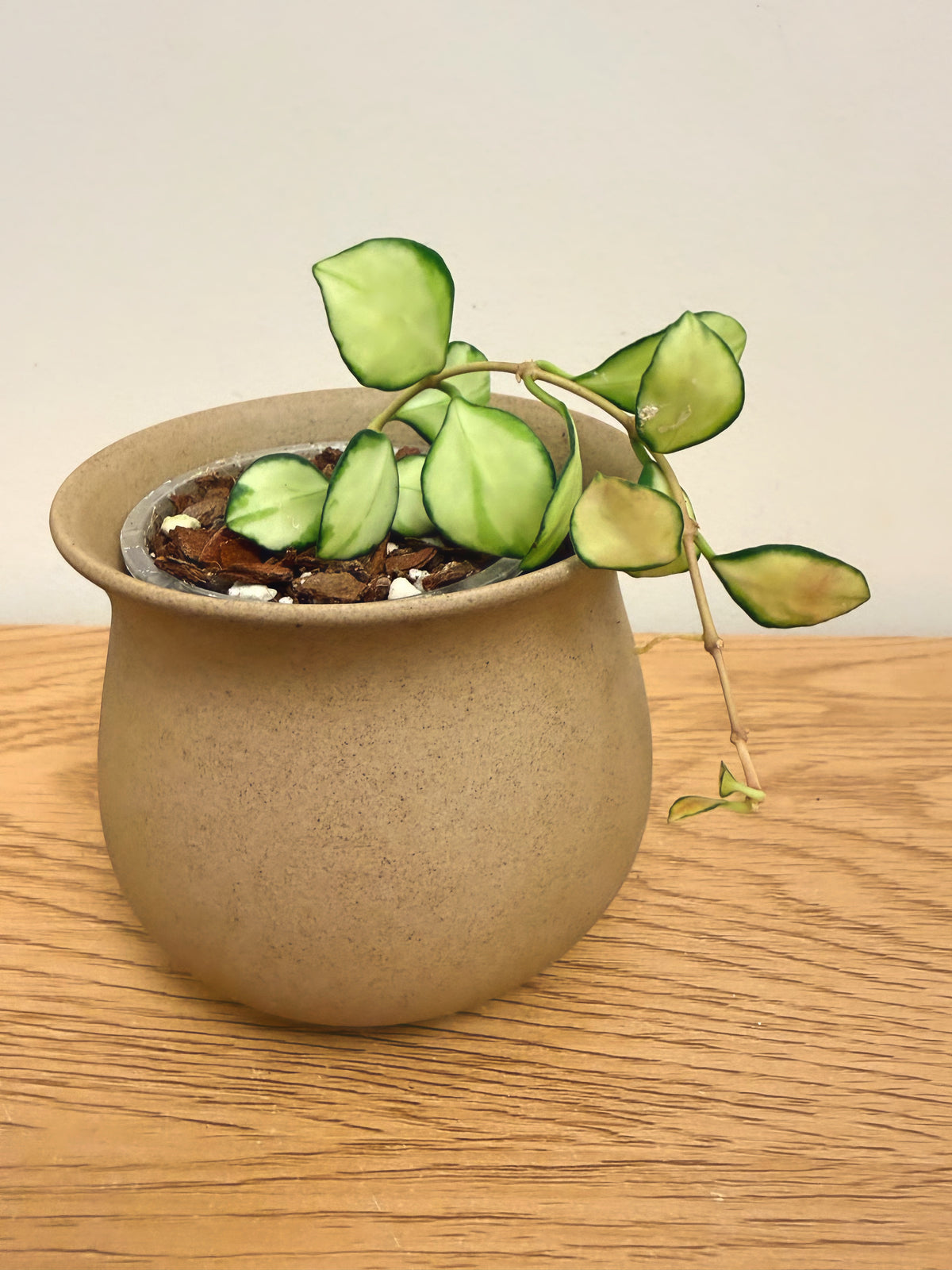 Hoya Heuschkeliana Variegated