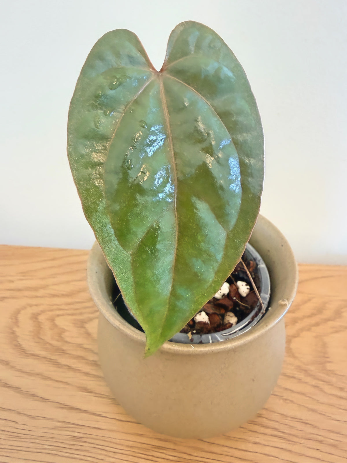 Anthurium AOS (F2) (A)