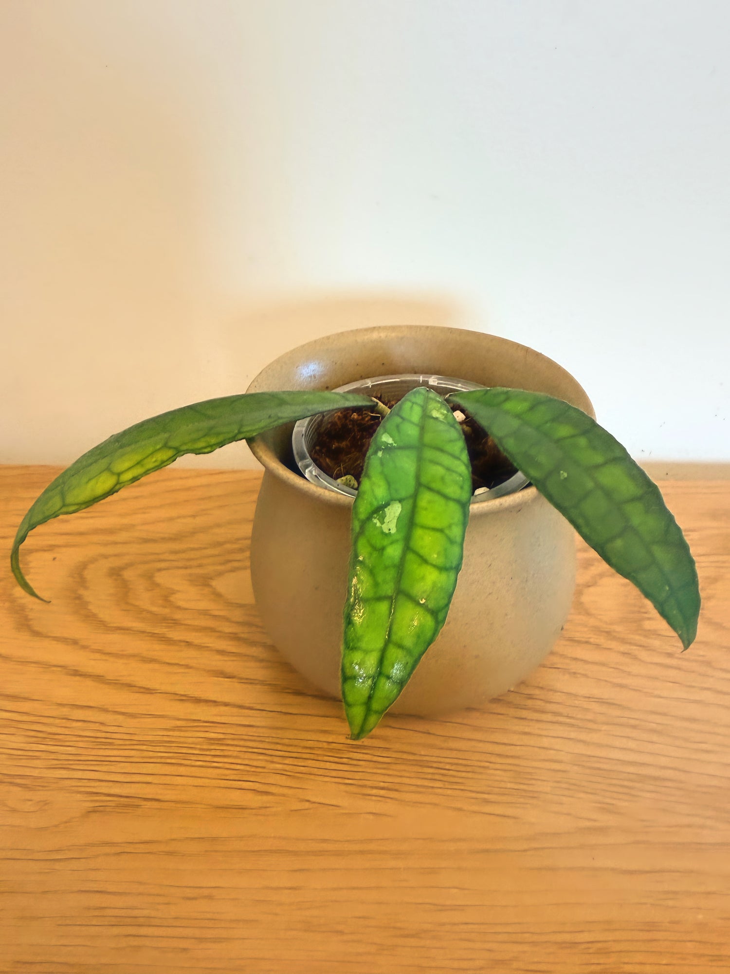 Hoya Finlaysonii Long Leaf