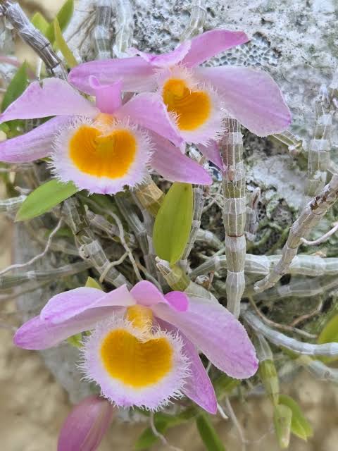 Dendrobium Loddigesii