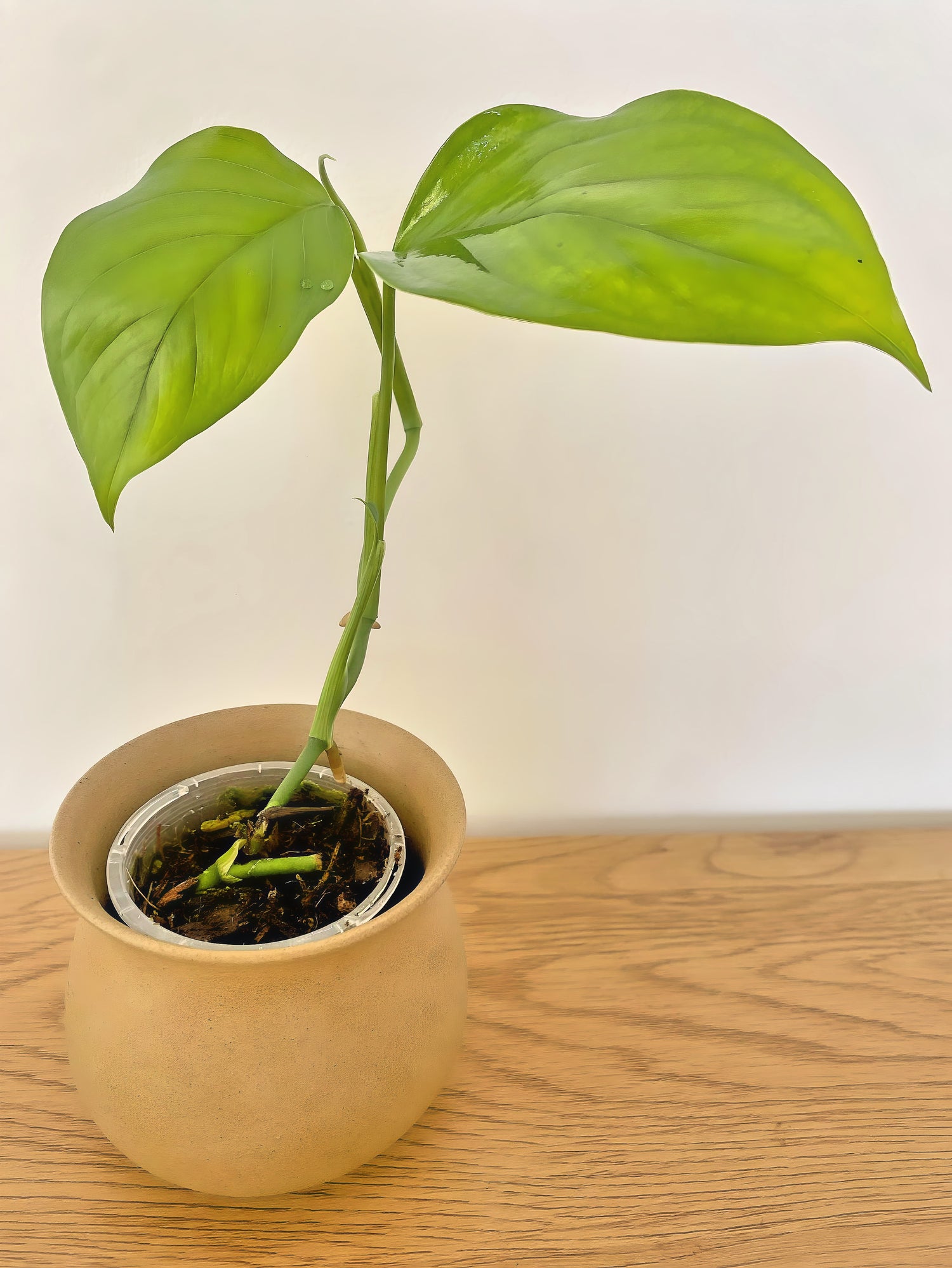 Monstera Acacoyaguensis