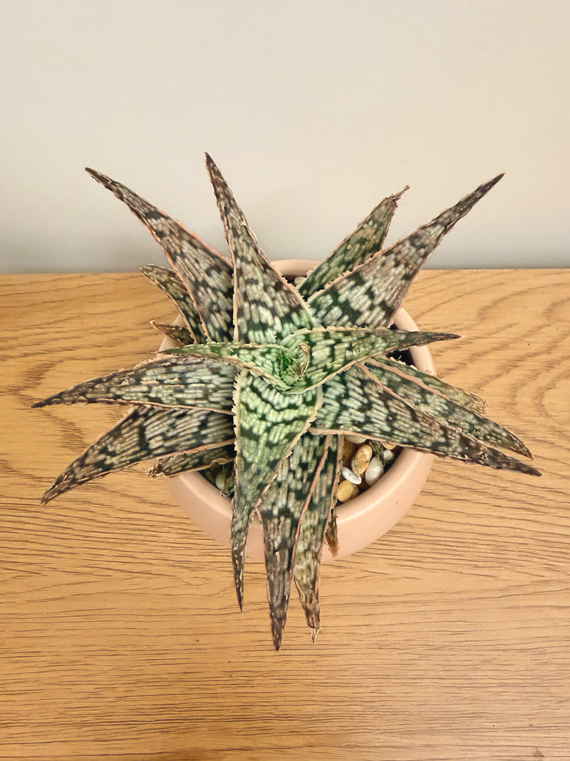 Aloe ‘Doran Black’