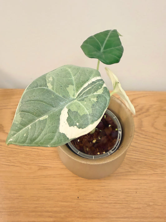Alocasia Maharani Variegated
