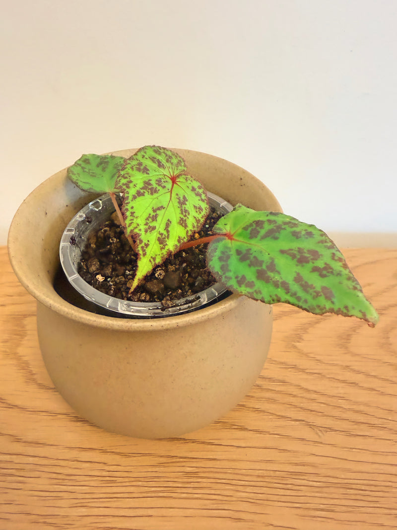 Begonia sp. Sumatra Utara