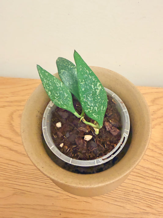 Hoya Parviflora Splash