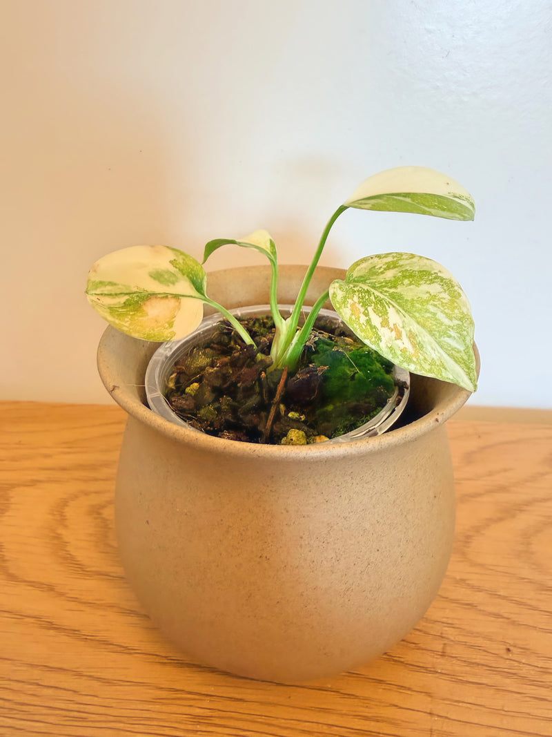 Monstera Cream Cheese