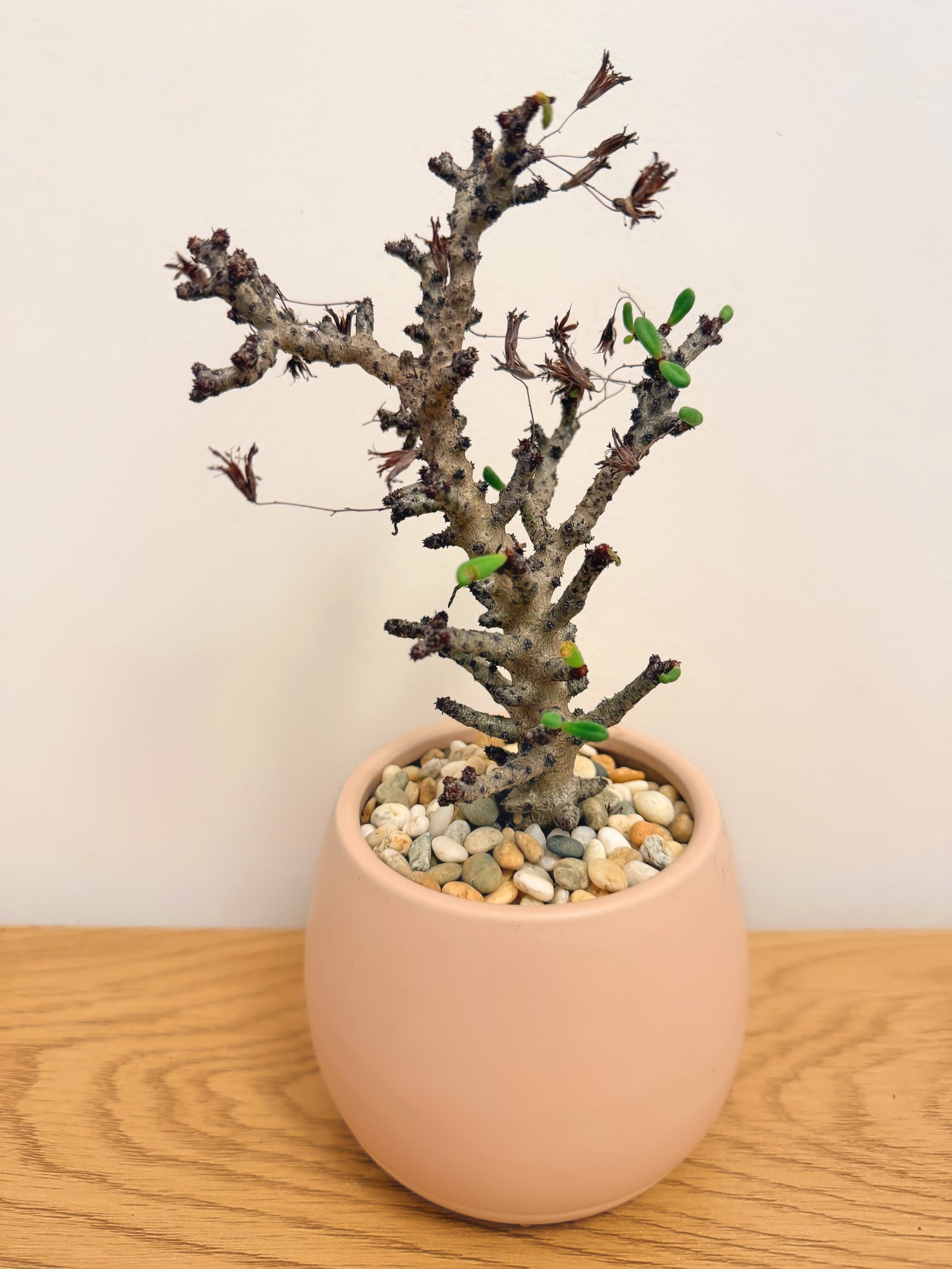 Tylecodon Buchholzianus