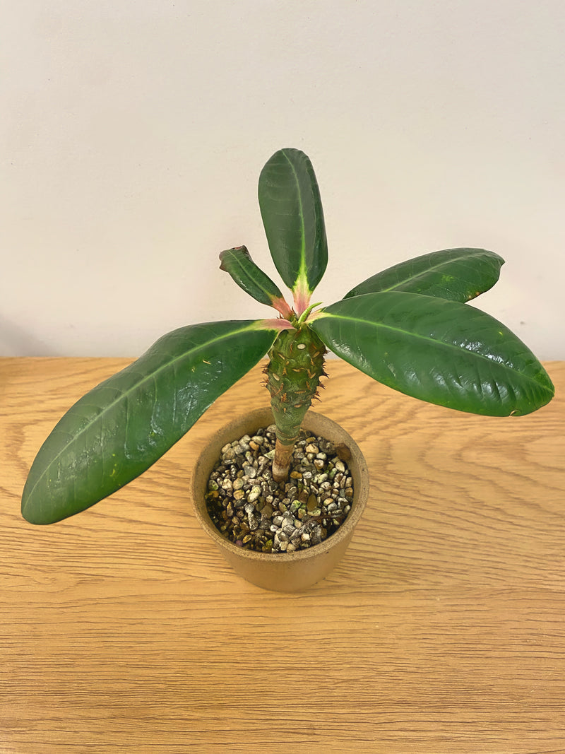 Euphorbia Viguieri Ankarafantsiensis