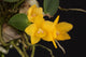 Cattleya Cernua ‘Yellow’ x Brassavola Cordata
