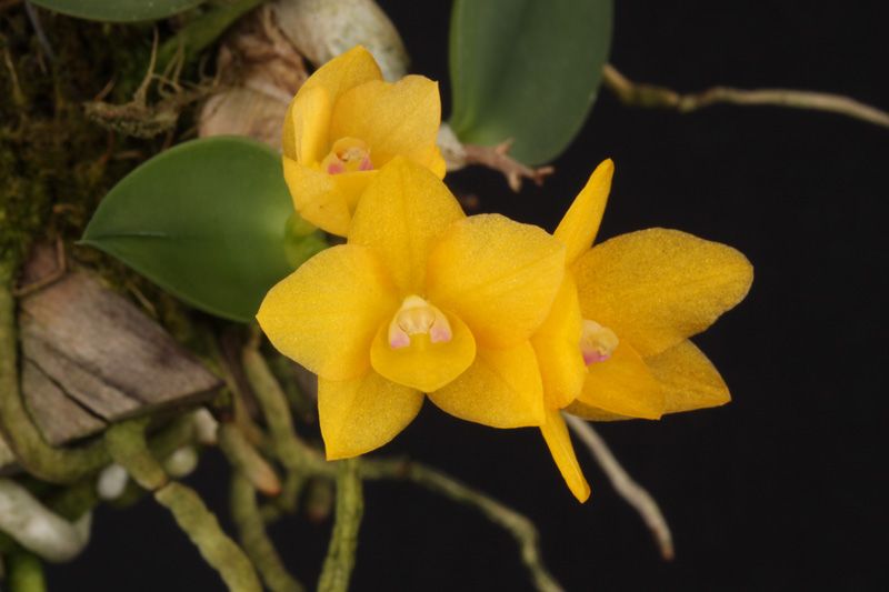Cattleya Cernua ‘Yellow’ x Brassavola Cordata