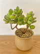 Cotyledon Tomentosa