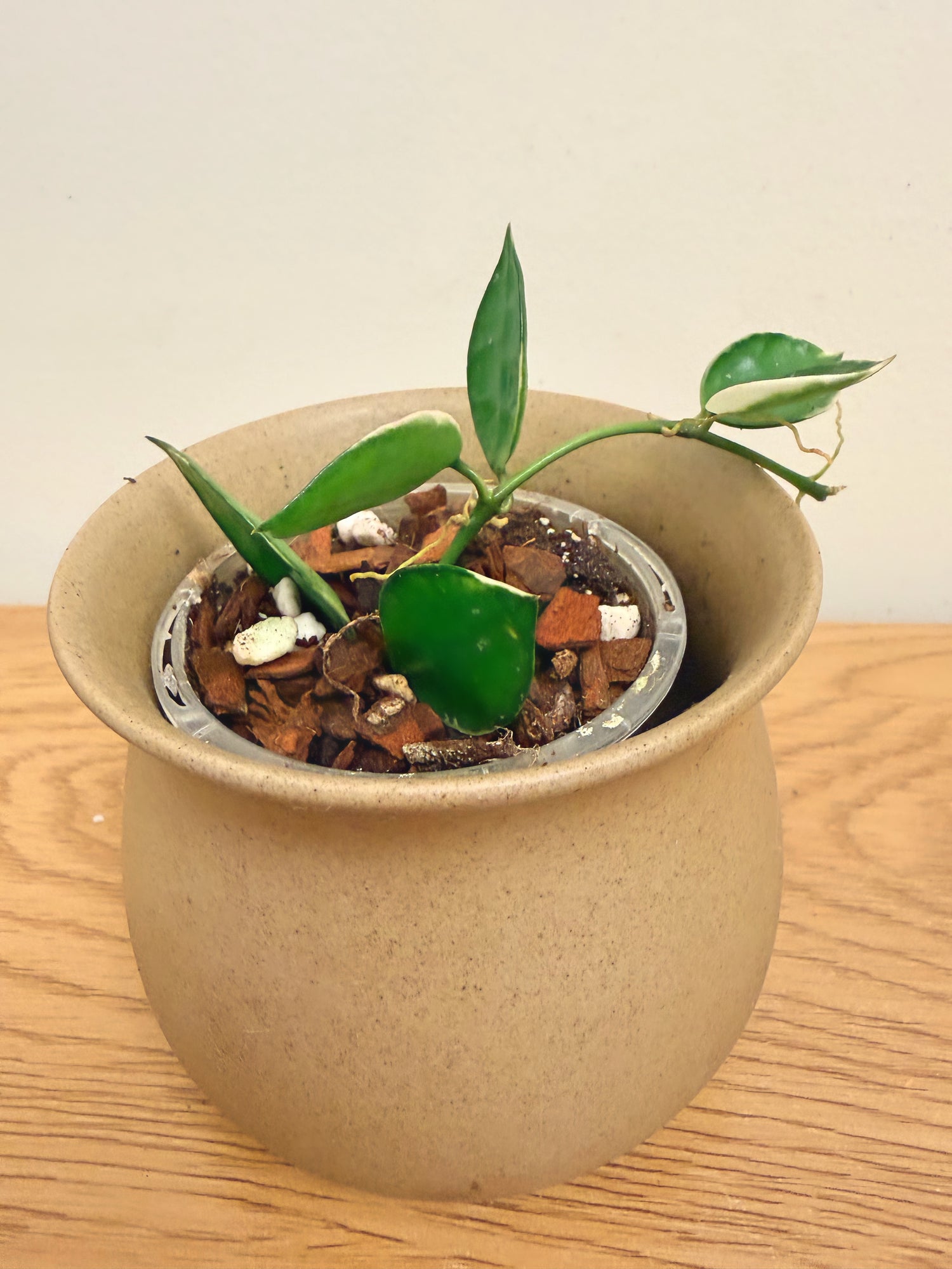 Hoya Lacunosa Asami Variegated