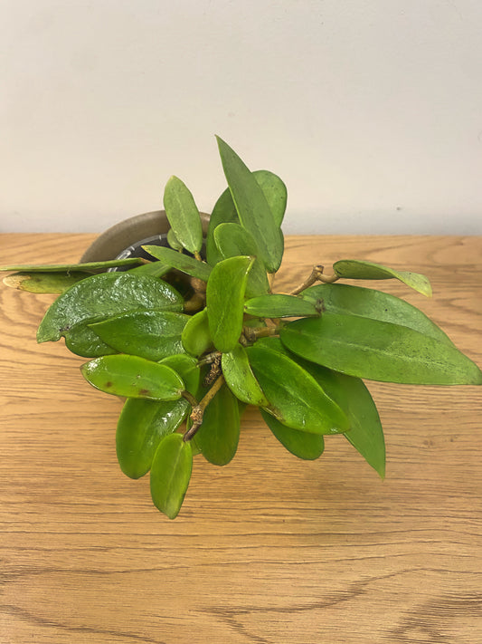 Hoya Silver Lady Dy