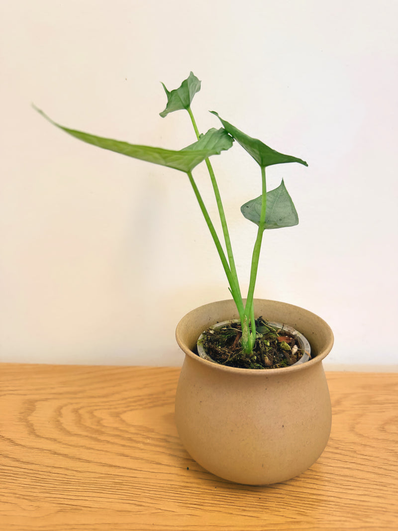 Alocasia Heterophylla Dragon Breath