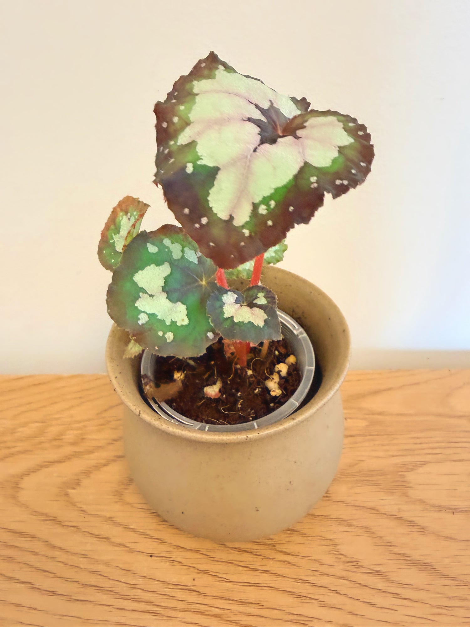 Begonia Dolce Vita