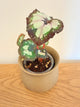 Begonia Dolce Vita