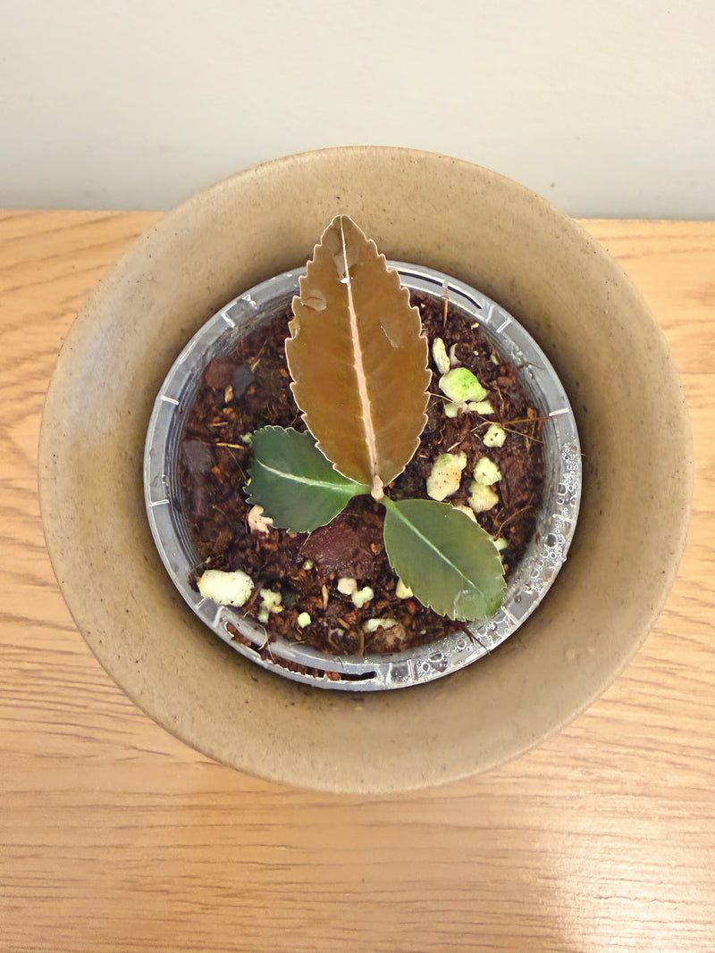 Labisia sp. Riau ‘Fishbone’