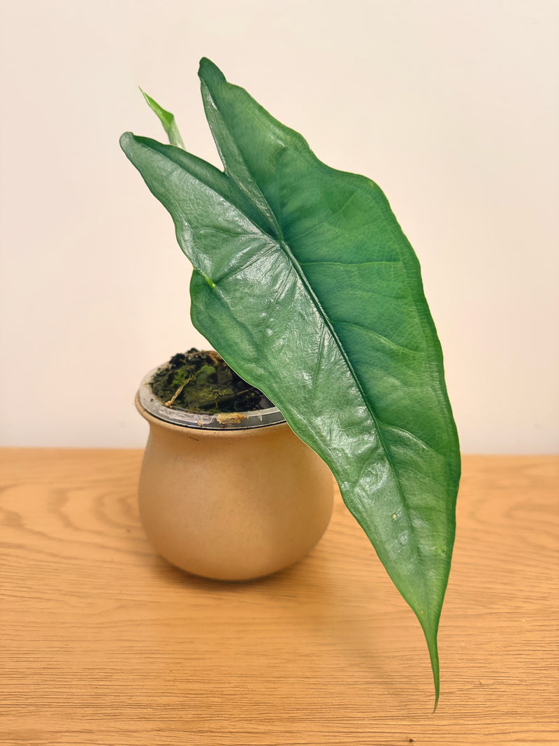 Alocasia Heterophylla Dragon Breath