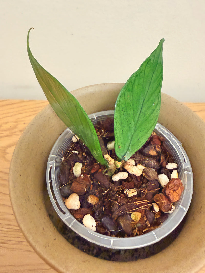 Hoya Fishtail Silver