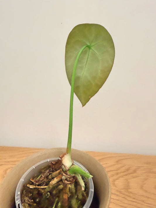 Anthurium Forgetii (A)