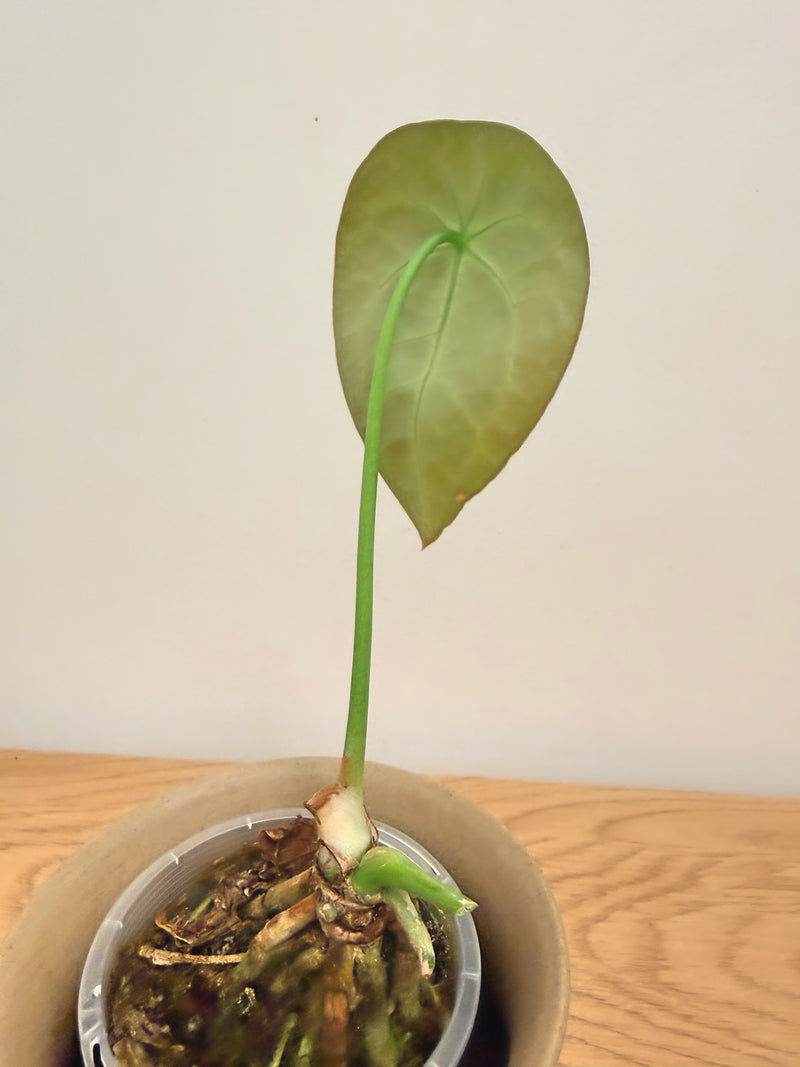 Anthurium Forgetii (A)