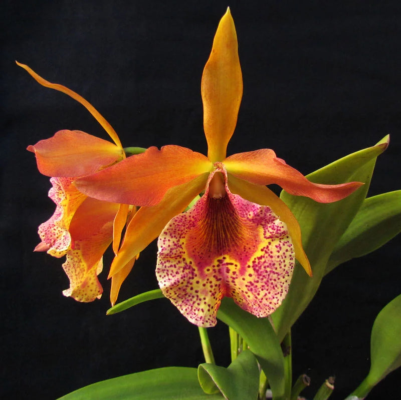 Bc. (Brassocattleya) Keowee ‘VI-Galaxy’ (Cattleya Lorraine Shirai x Cattleya B. Nodosa)
