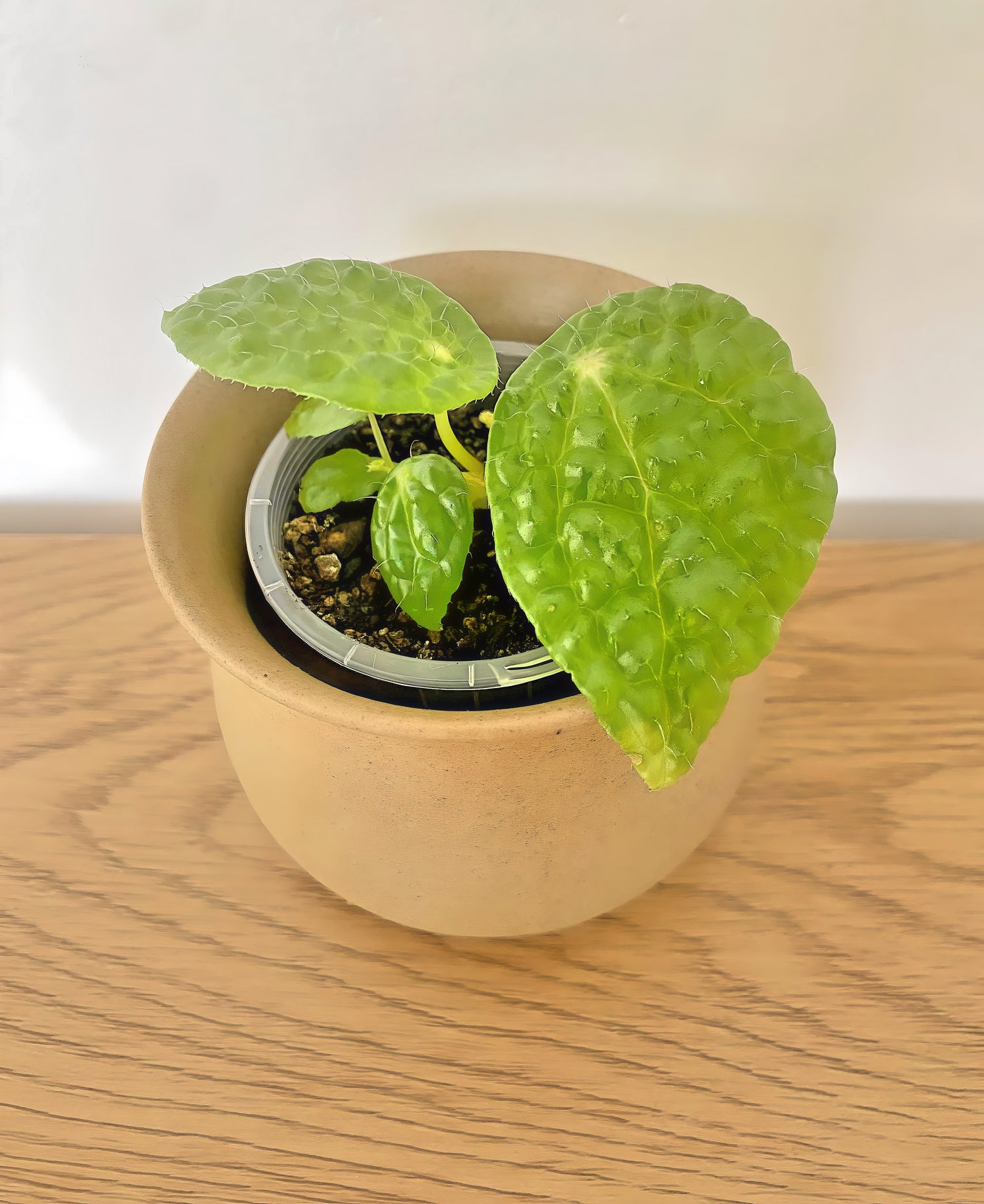 Begonia Staudtii