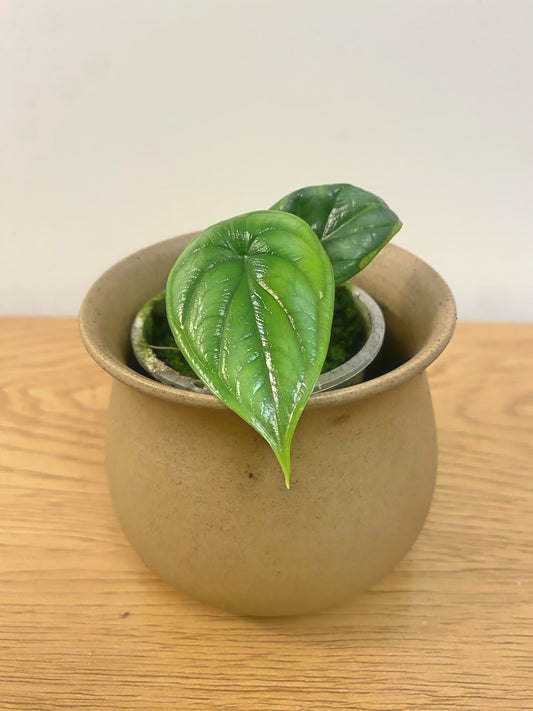 Alocasia Dragon Scale