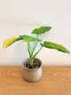 Homalomena Aurea (A)