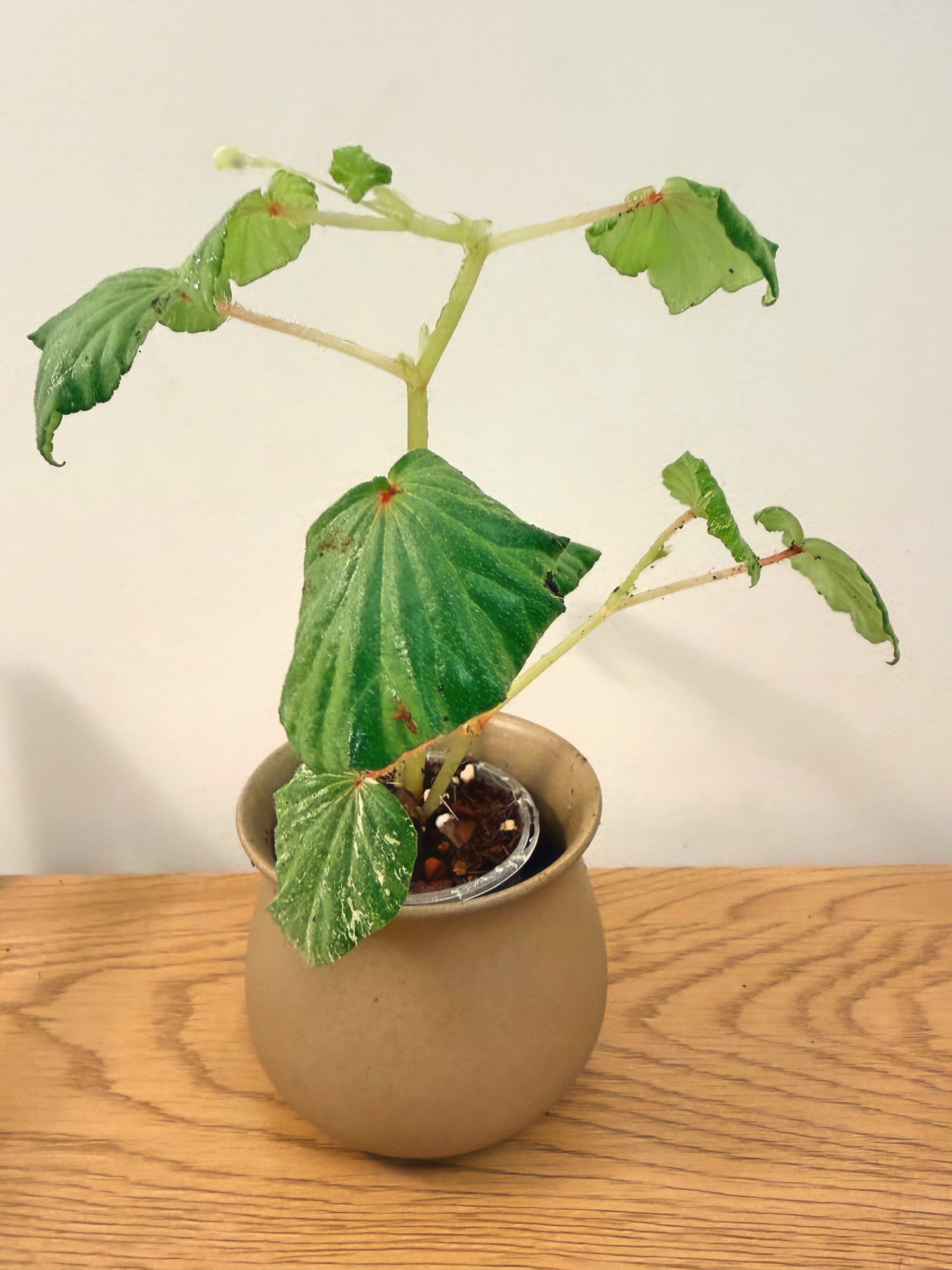 Begonia Rubropilosa