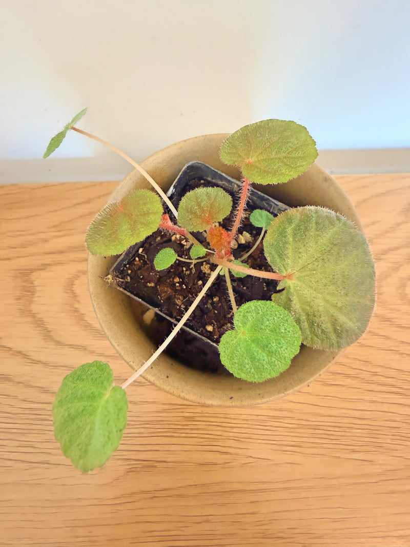 Begonia ‘Mai Whisky Angel’