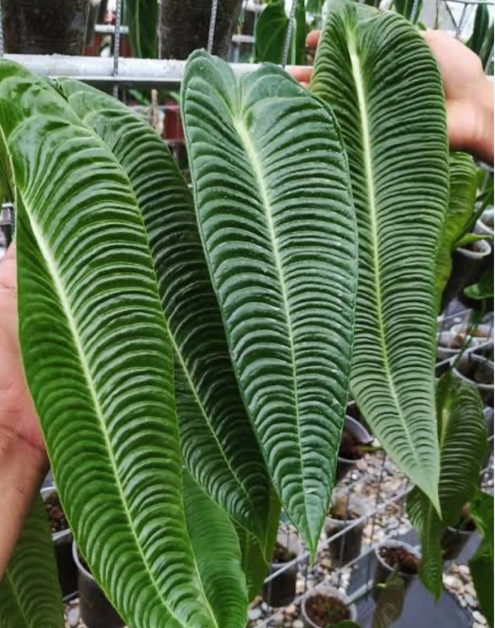 Alocasia King Veitchii Flask (10 plants)