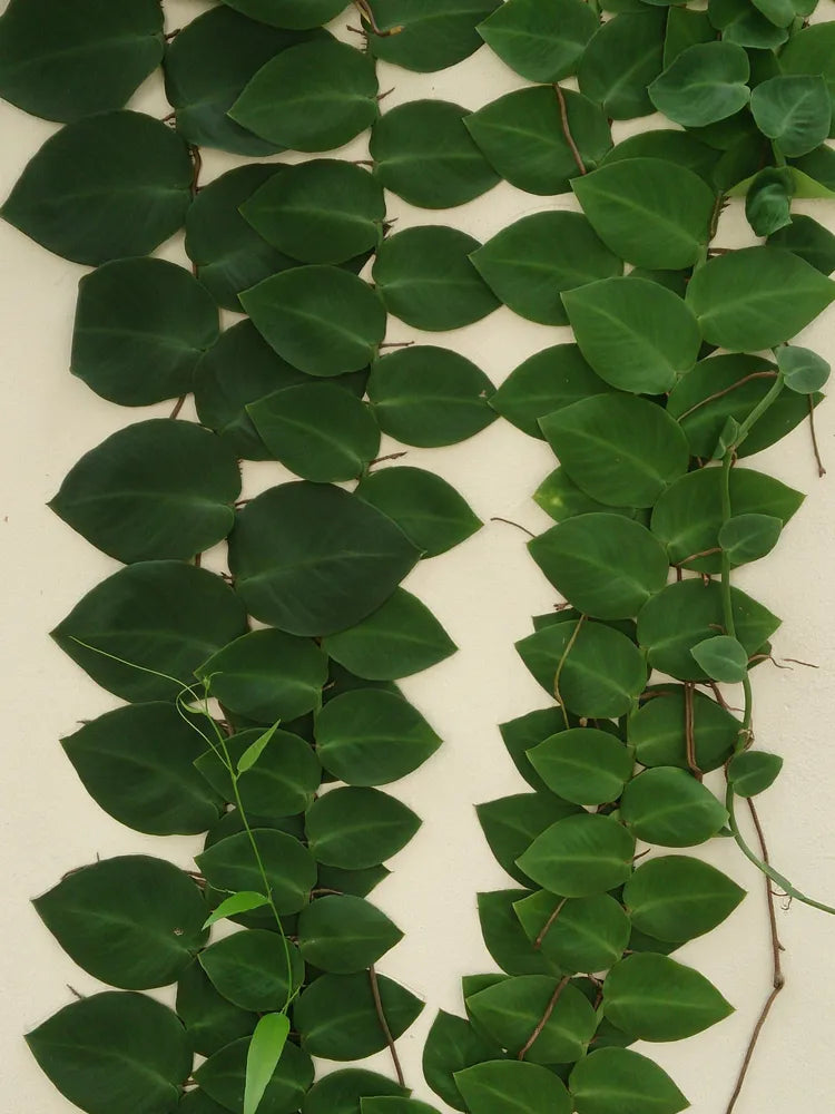 Rhaphidophora Kolthasii