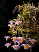 Dendrobium Loddigesii