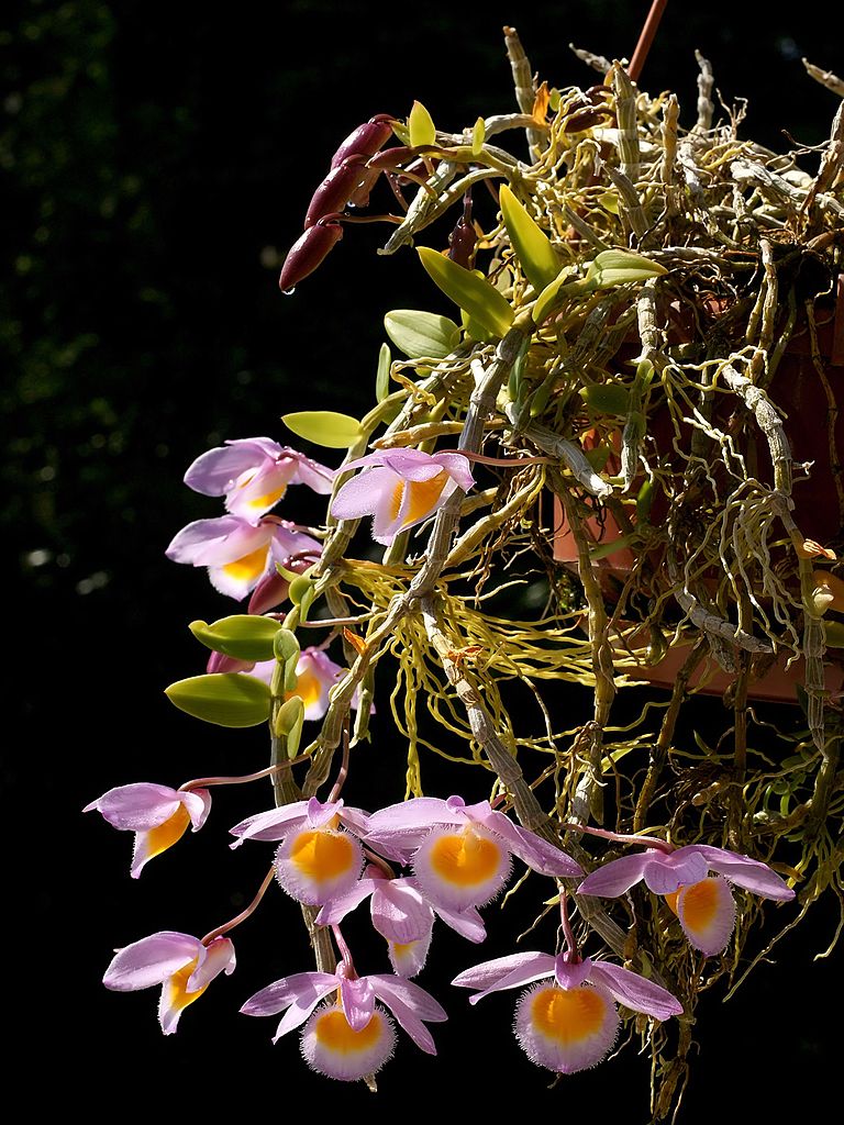 Dendrobium Loddigesii