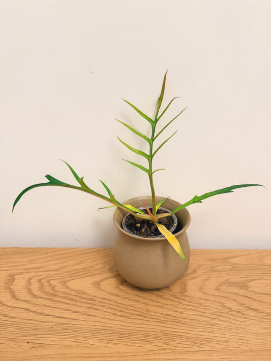 Philodendron Tortum