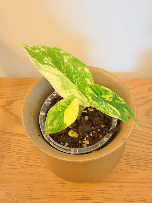Alocasia Scalprum Variegated