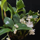 Dendrobium Aberrans