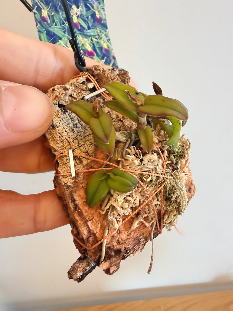 Epidendrum Porpax
