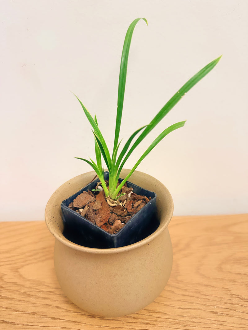 Cymbidium Golden Elf Variegated