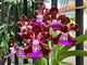 Vanda Paksorn Fragrance 4N